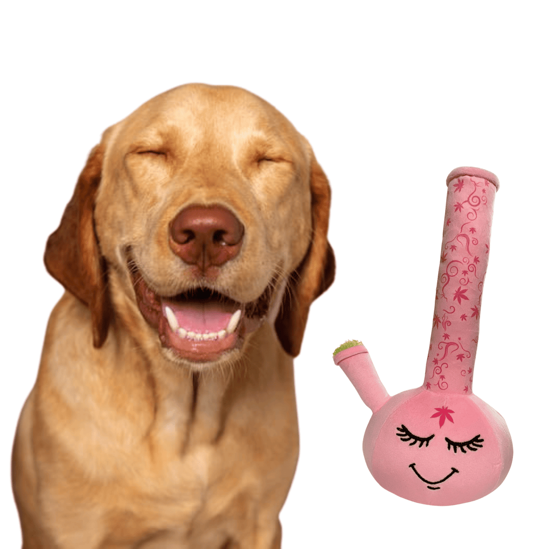 Pets at Home: Turning Your House into a Pet-Friendly Haven